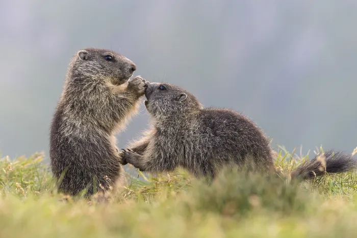 Framed Print : Young marmots (Marmota marmota) in the Alps