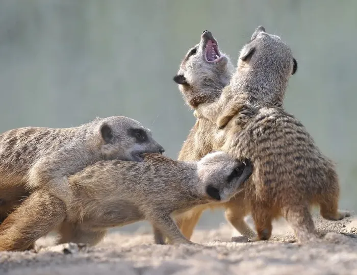 Framed Print : Young Meerkats (Suricata suricatta) wrestling