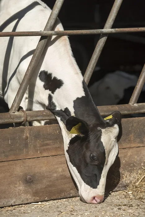 Framed Print : Young milk cow in a stable