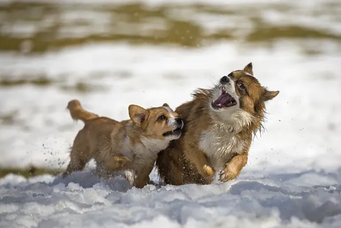 Framed Print : Two young mixed-breed dogs playing in the snow