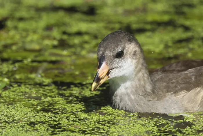 Framed Print : Young moorhen (Gallinula chloropus)