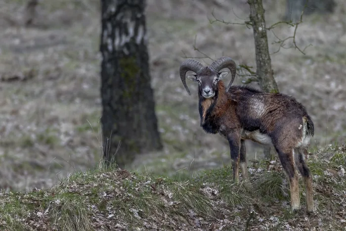 Framed Print : Young mouflon ram (Ovis gmelini) in April with visible metabolic problem