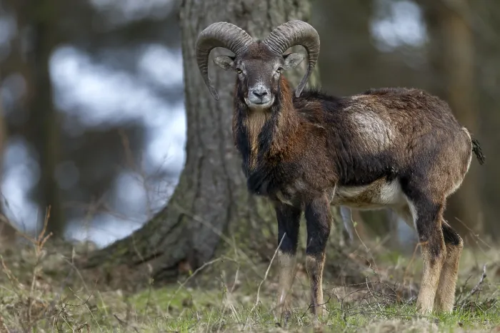 Framed Print : A young mouflon ram (Ovis gmelini) curiously observes the photographer