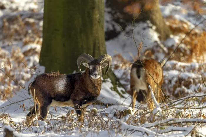 Framed Print : A young mouflon ram (Ovis gmelini) and a female in the evening light in a snow-covered oak forest Framed Print : A young mouflon ram (Ovis gmelini) and a female in the evening light in a snow-covered oak forest