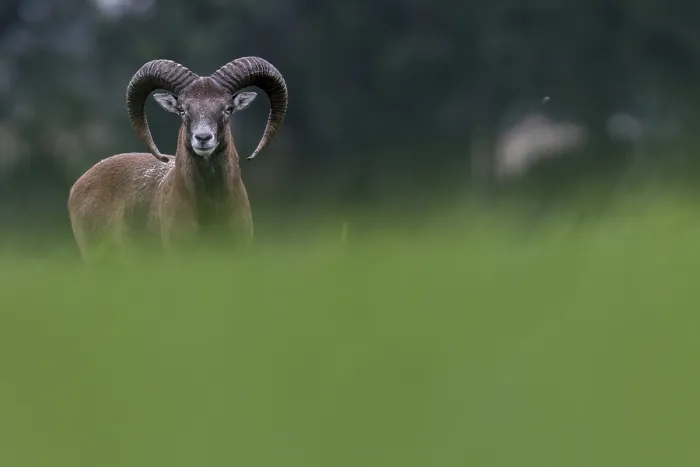 Framed Print : A young mouflon ram (Ovis gmelini) looks curiously over a hill Framed Print : A young mouflon ram (Ovis gmelini) looks curiously over a hill