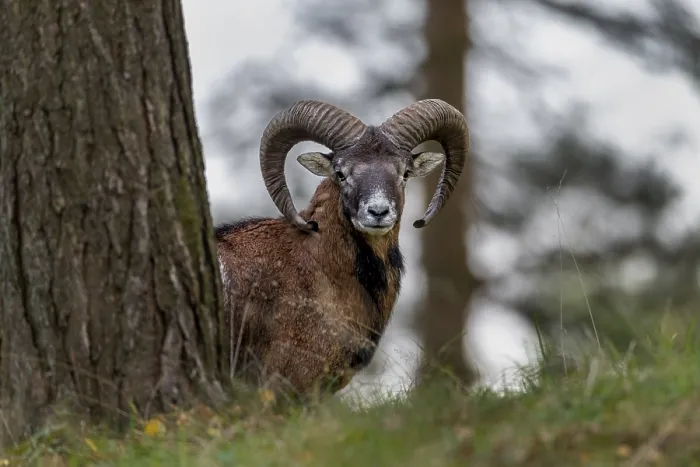 Framed Print : A young mouflon ram (Ovis gmelini) looks motionless from behind the trunk of a pine tree