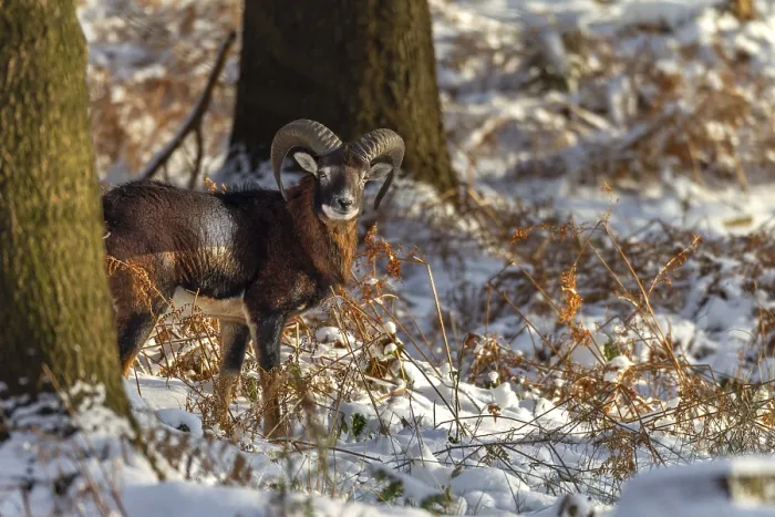 Framed Print : A young mouflon ram (Ovis gmelini) stands in the evening light in a snow-covered oak forest