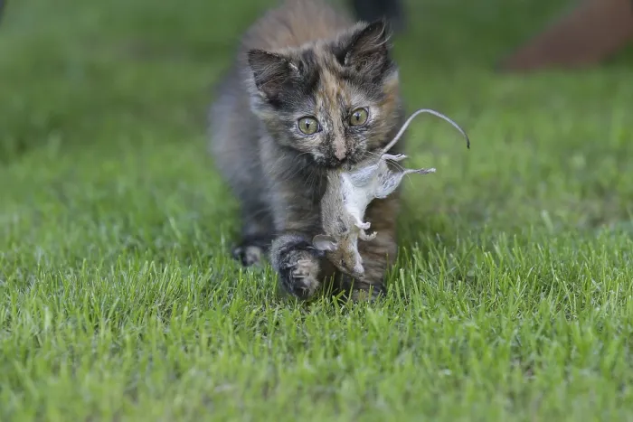 Framed Print : A young multicoloured cat plays in the garden and proudly carries a caught mouse in its mouth