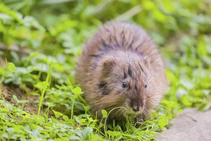 Framed Print : A young muskrat (Ondatra zibethicus) sits in a meadow