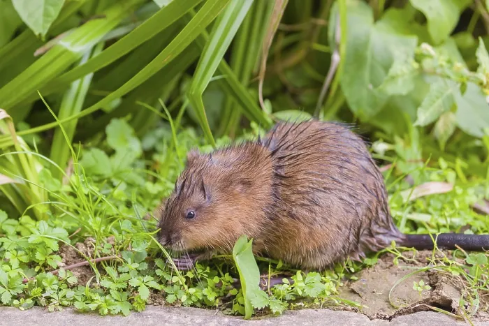 Framed Print : A young muskrat (Ondatra zibethicus) sits in a meadow Framed Print : A young muskrat (Ondatra zibethicus) sits in a meadow