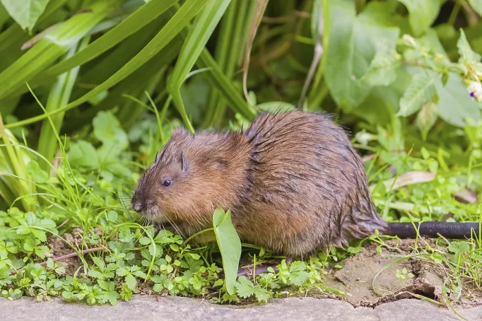 Framed Print : A young muskrat (Ondatra zibethicus) sits in a meadow