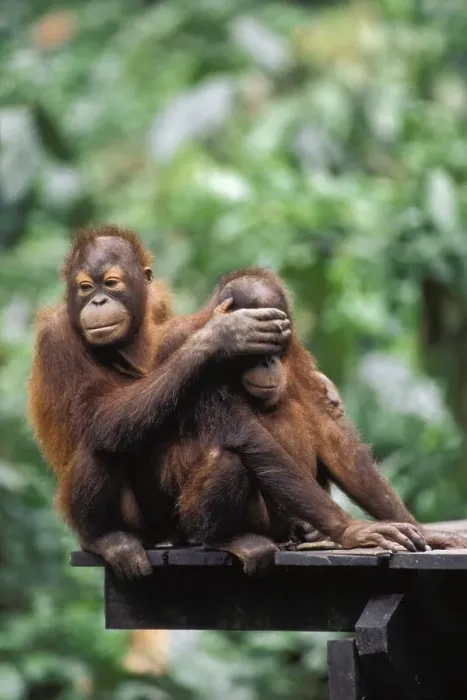 Framed Print : Young Orang Utans (Pongo pygmaeus) playing