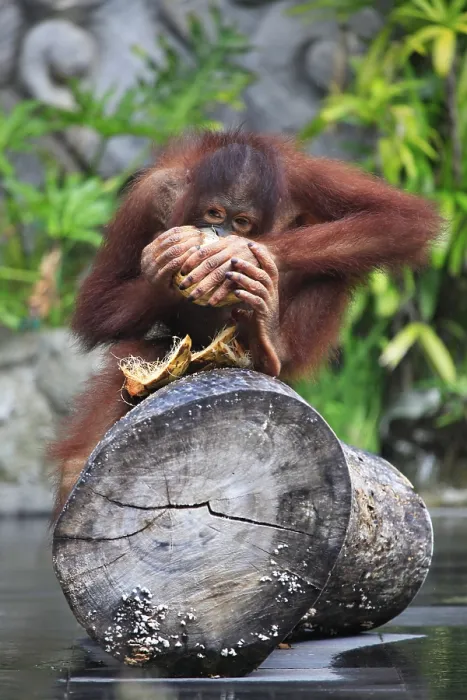 Framed Print : Young orangutan with a nut of a coco Framed Print : Young orangutan with a nut of a coco