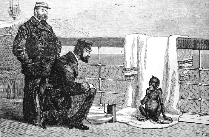 Framed Print : A young orangutan on a ship's voyage to Europe