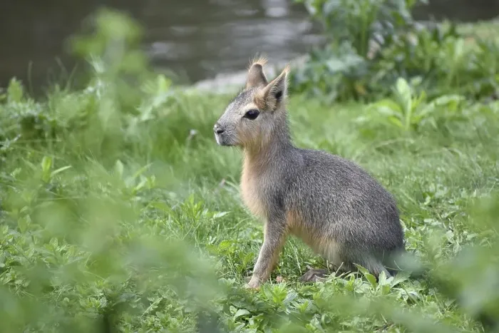 Framed Print : A young patagonian mara (Dolichotis patagonum) Framed Print : A young patagonian mara (Dolichotis patagonum)
