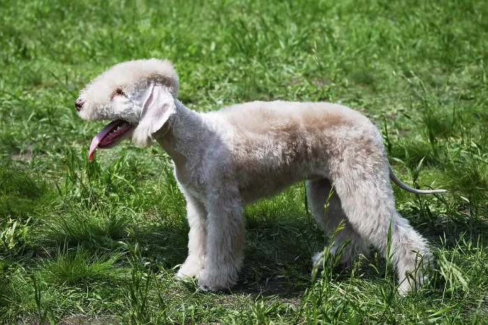 Framed Print : Young pedigree bedlington terrier on green grass