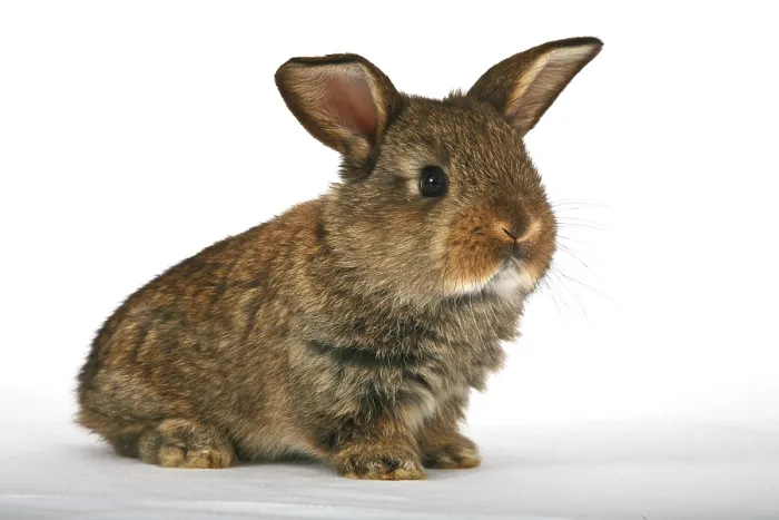 Framed Print : Young pet rabbit Framed Print : Young pet rabbit
