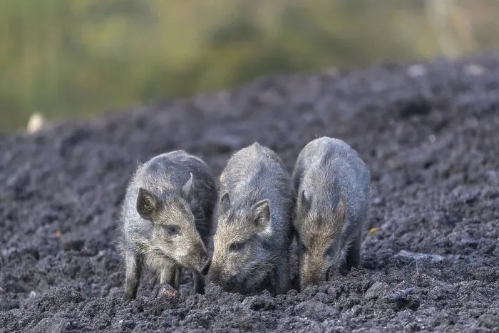Framed Print : Three young piglets standing side by side on a muddy opening searching for food Framed Print : Three young piglets standing side by side on a muddy opening searching for food