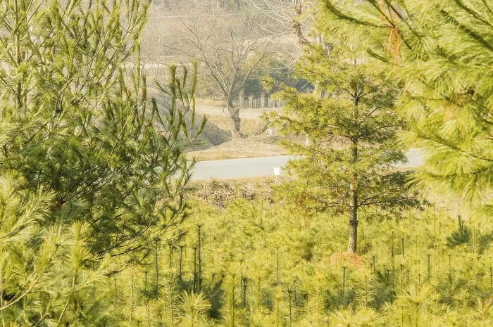 Framed Print : Young pine trees growing in a densely packed forest