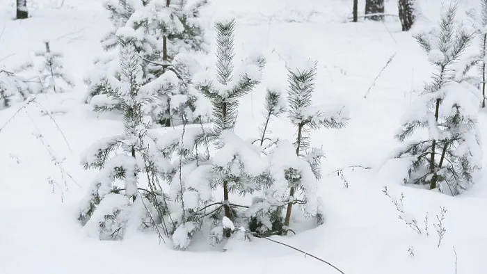 Framed Print : Young pine trees under snow in the forest Framed Print : Young pine trees under snow in the forest