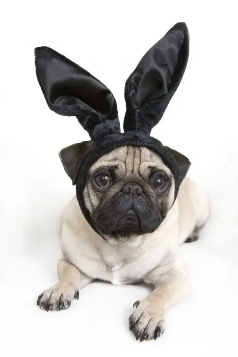 Framed Print : Young pug with black bunny ears Framed Print : Young pug with black bunny ears