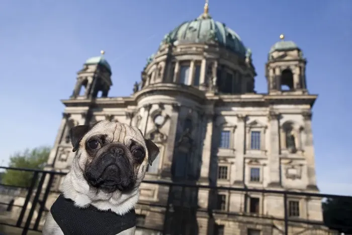 Framed Print : Young pug in front of the cathedral in Berlin Framed Print : Young pug in front of the cathedral in Berlin