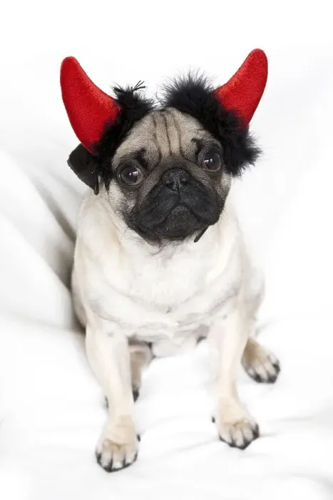 Framed Print : Young pug with devil's horns
