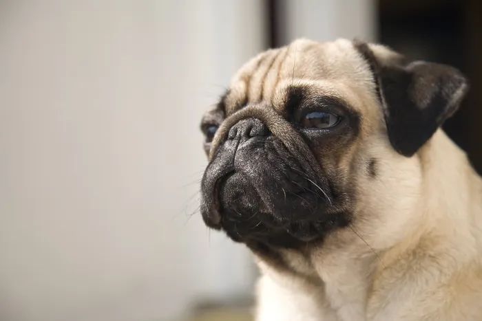 Framed Print : Young pug dozing, portrait