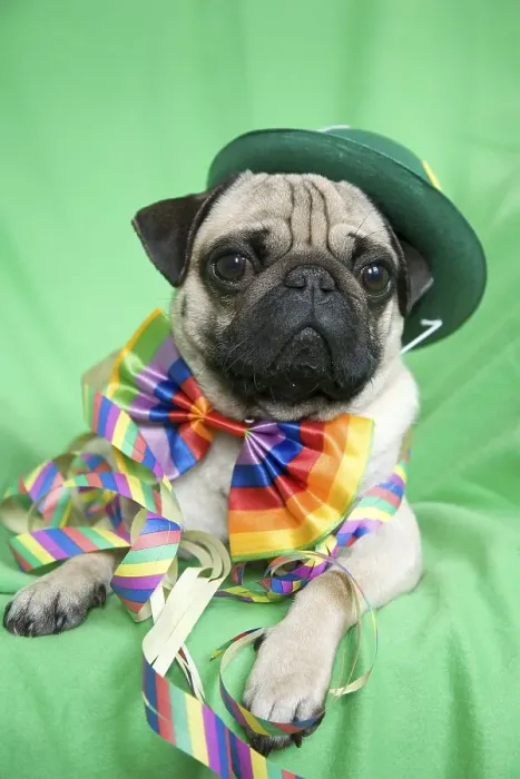 Framed Print : Young pug with a green hat, a colorful bow tie and streamers Framed Print : Young pug with a green hat, a colorful bow tie and streamers