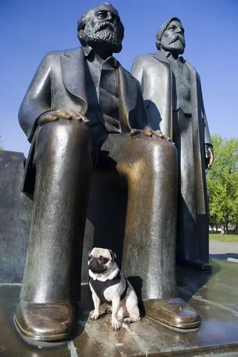 Framed Print : Young pug in front of Marx and Engels monument in Berlin