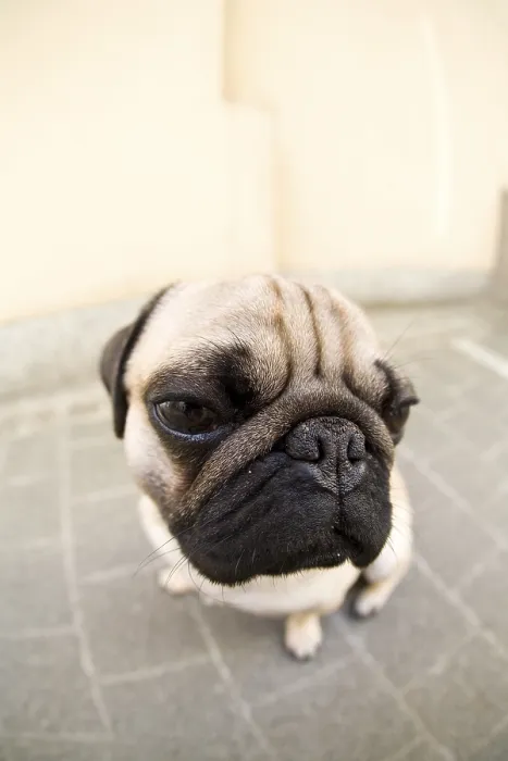 Framed Print : Young pug, portrait, fisheye shot