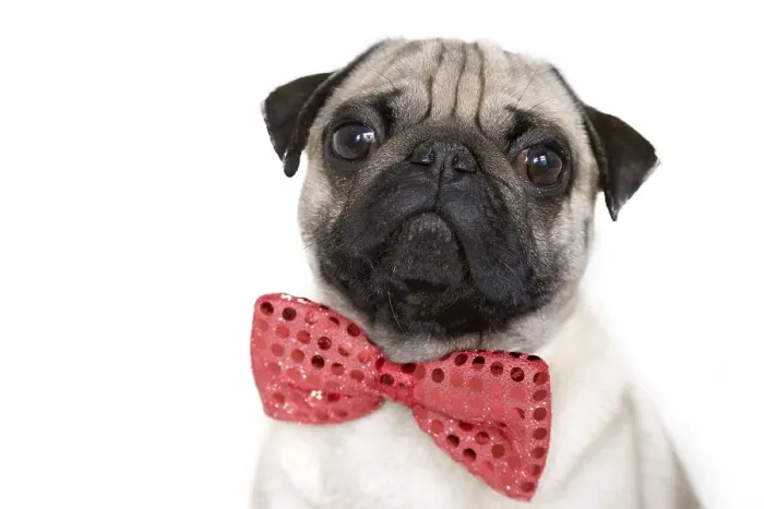 Framed Print : Young pug with a red bow tie, portrait