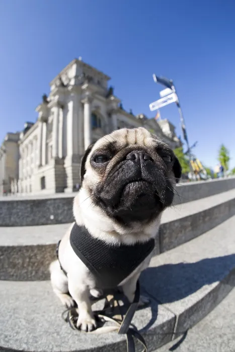 Framed Print : A young pug at the Reichtstag parliament building