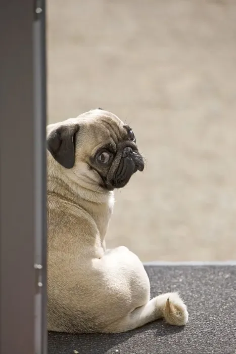 Framed Print : A young pug is sitting in a doorway