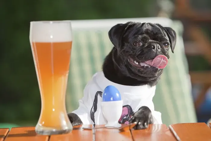 Framed Print : Young pug wearing a T-shirt, sitting behind a wheat beer and an Easter egg