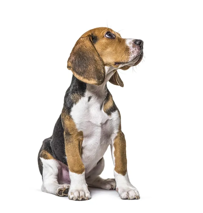 Framed Print : Young puppy three months old Beagles dog sitting and looking up Framed Print : Young puppy three months old Beagles dog sitting and looking up