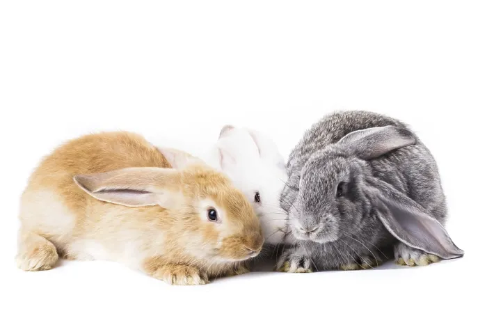 Framed Print : Three young rabbits on white close up Framed Print : Three young rabbits on white close up