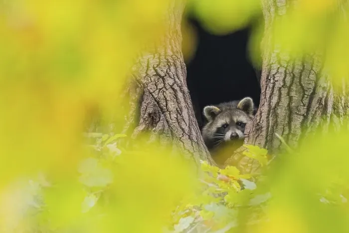 Framed Print : Young raccoon (Procyon lotor) looking out of its tree den