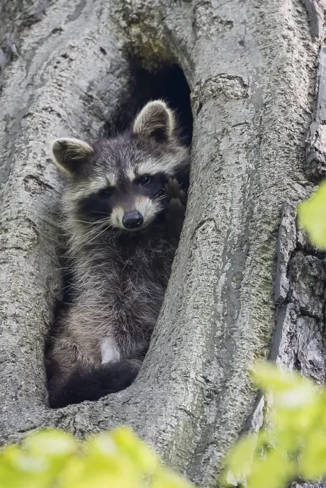 Framed Print : Young raccoon (Procyon lotor) looking out of a tree hollow Framed Print : Young raccoon (Procyon lotor) looking out of a tree hollow