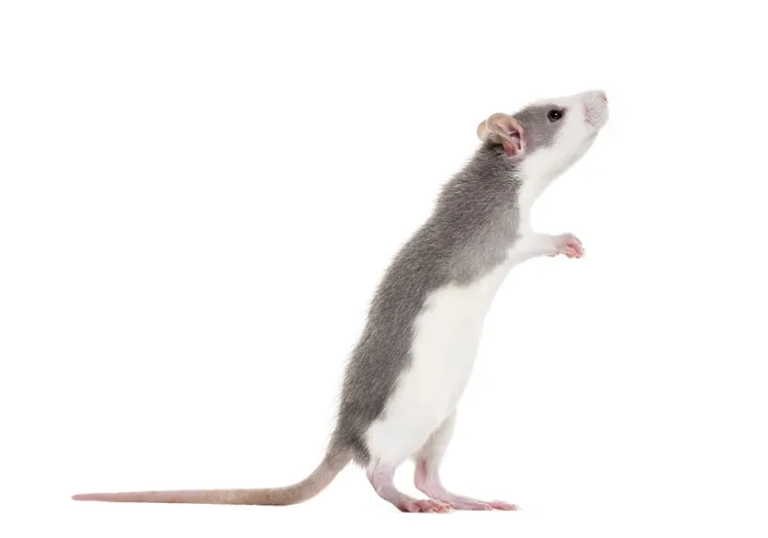 Framed Print : Young Rat rearing up to sniff against white background Framed Print : Young Rat rearing up to sniff against white background