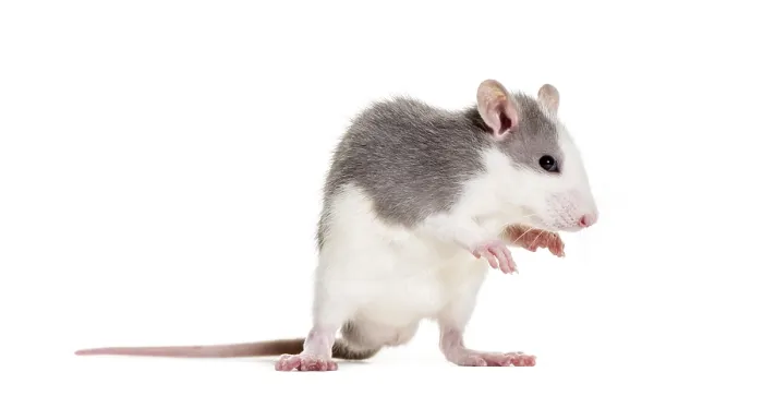 Framed Print : Young Rat against white background Framed Print : Young Rat against white background