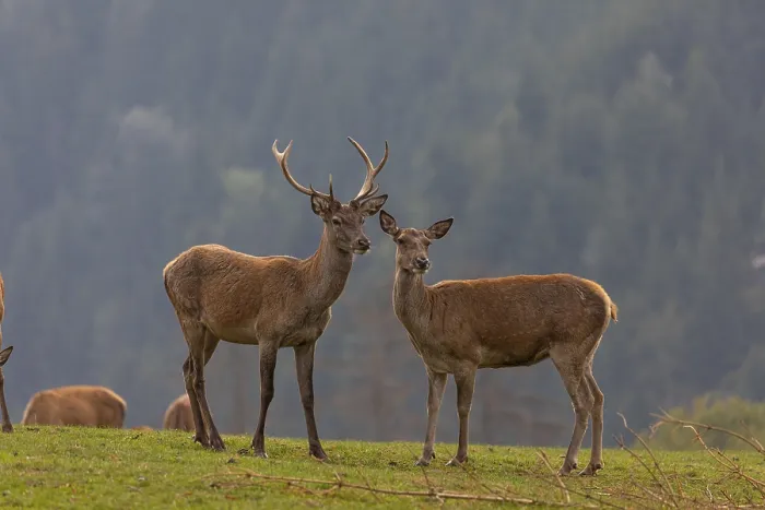 Framed Print : One young Red Deer buck (Cervus elaphus) and doe standing on a green meadow
