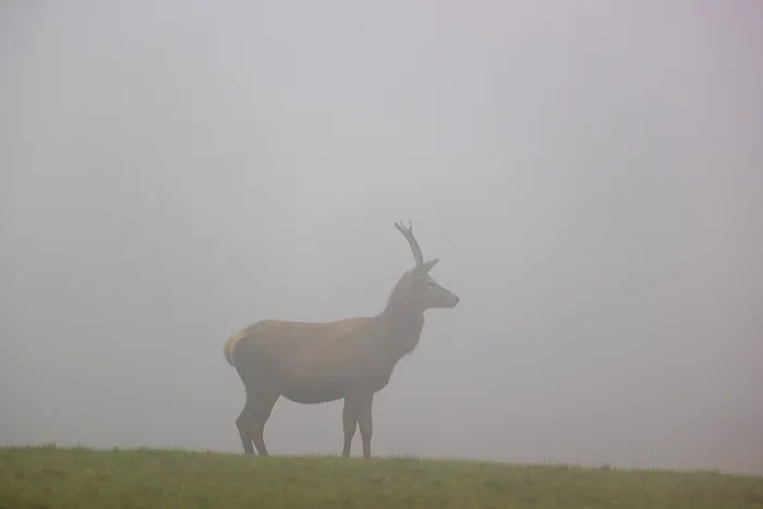 Framed Print : A young red deer stag (Cervus elaphus) stands at dawn in dense fog on a meadow