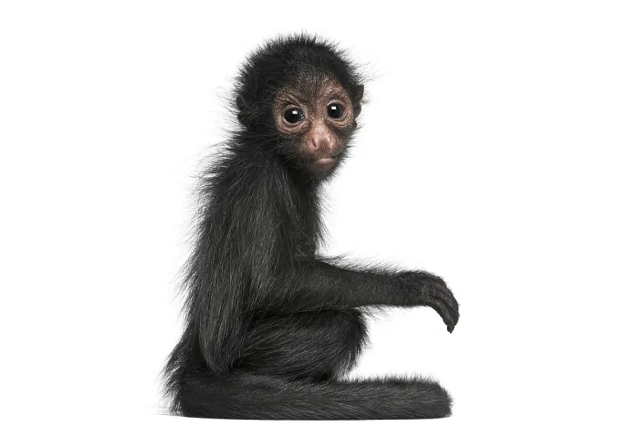 Framed Print : Young Red-faced Spider Monkey, Ateles paniscus Framed Print : Young Red-faced Spider Monkey, Ateles paniscus
