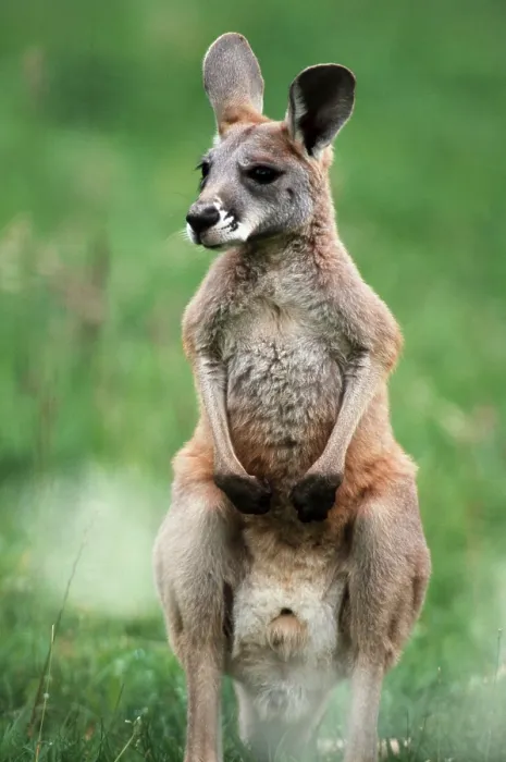Framed Print : Young Red Kangaroo (Macropus rufus) (Megaleia rufa) Framed Print : Young Red Kangaroo (Macropus rufus) (Megaleia rufa)