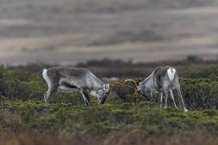 Framed Print : The young reindeer bulls (Rangifer tarandus) start practising early for the rutting fights