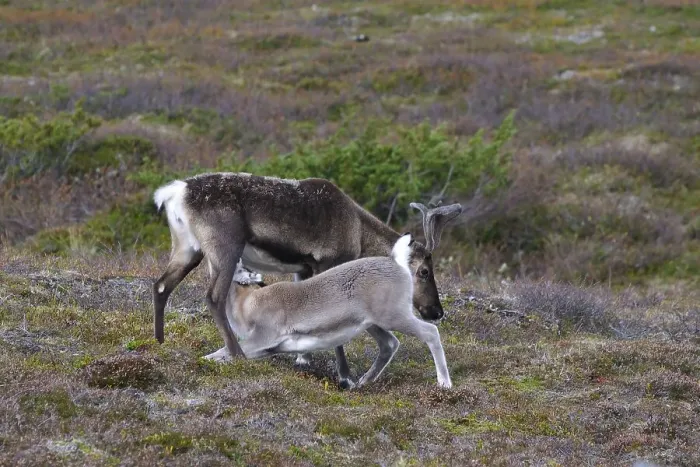 Framed Print : Young reindeer, the drink