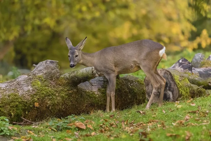 Framed Print : One young Roe Deer buck, (Capreolus capreolus)