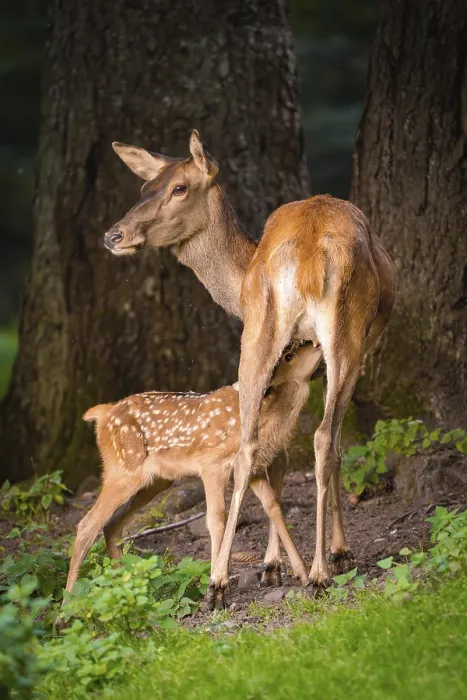 Framed Print : Young roe deer calf sucking on mother deer in the forest