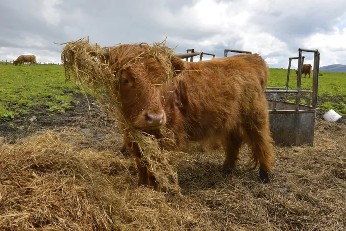 Framed Print : Young Scottish Highland cow or Kyloe